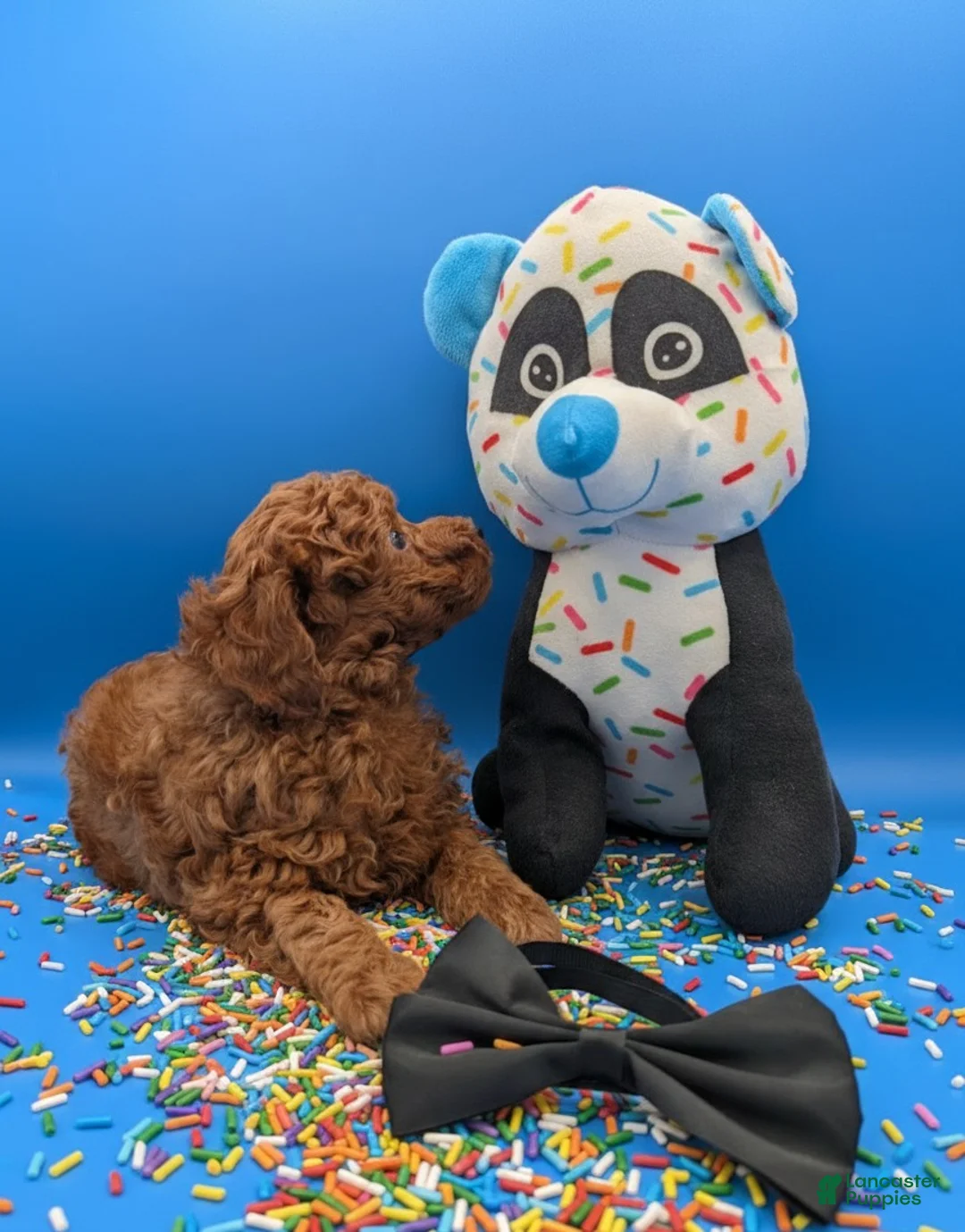 Toy Poodle dogs for sale: Oliver 🖤 - Ad 6