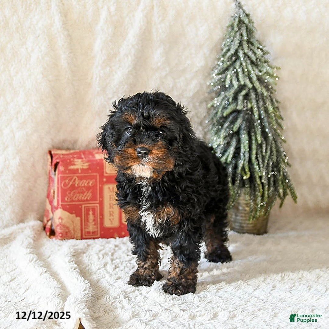 Cockapoo dogs for sale: Wynona - Ad 1