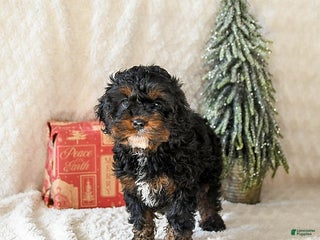 Cockapoo dogs Wynona - Ad 39