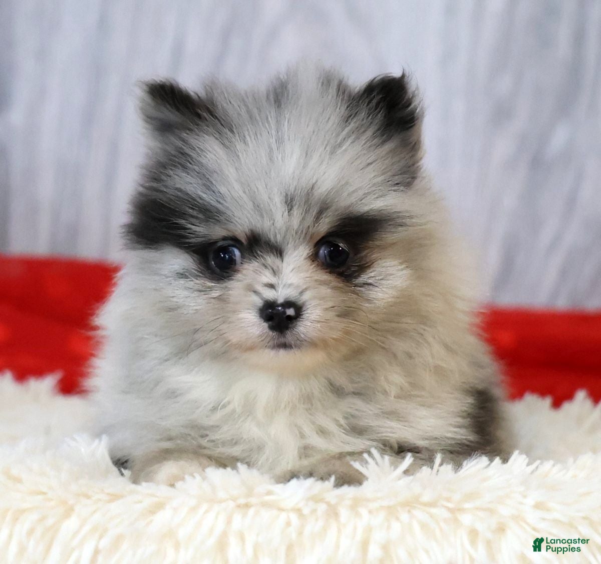 Pomeranian dogs Cal - Ad 2