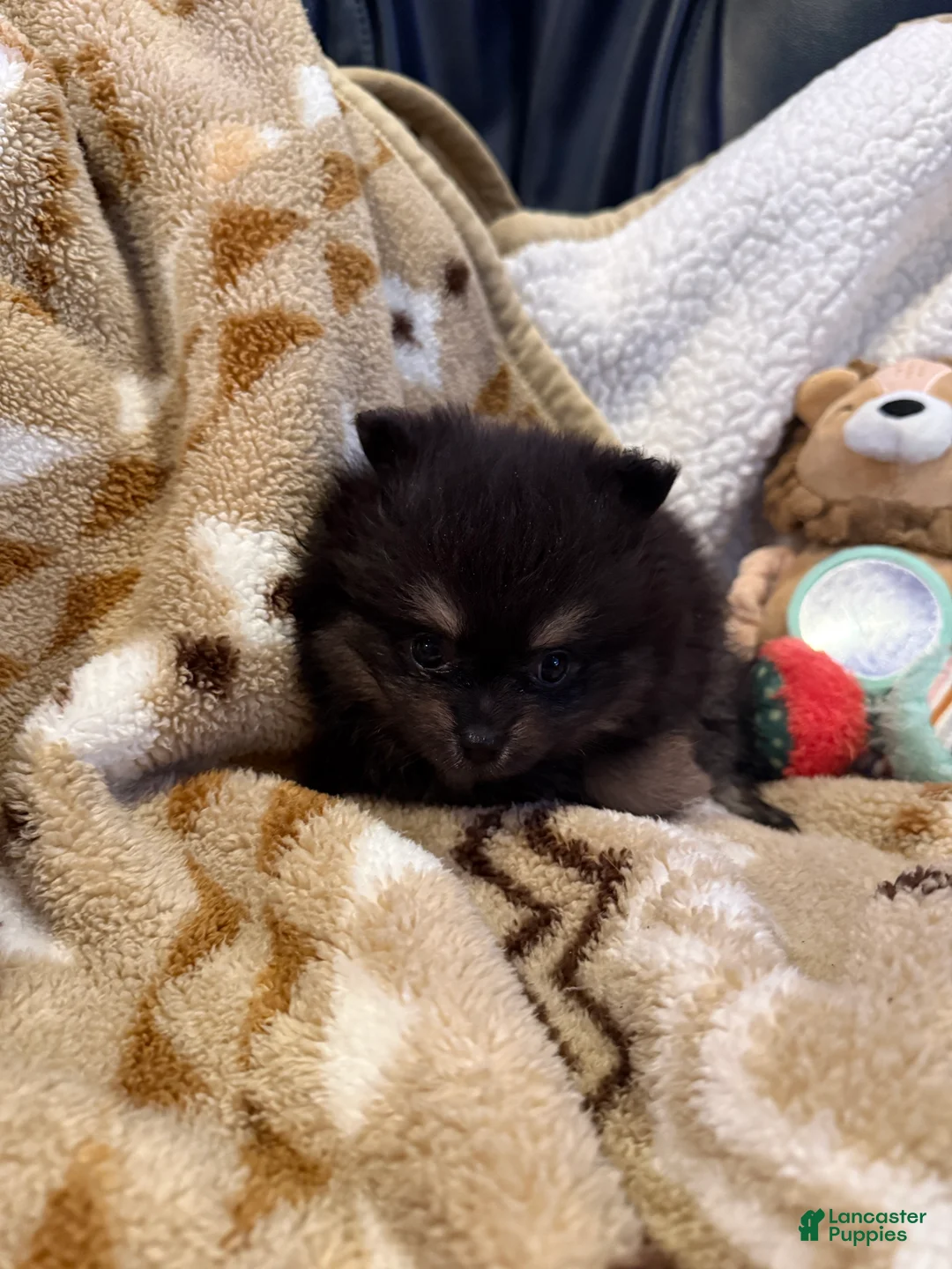 Pomeranian dogs for sale: Maci - Ad 1