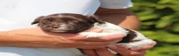 Havanese dogs for sale: Dolly - Ad 5