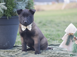 Belgian Malinois dogs Rosemary - Ad 7