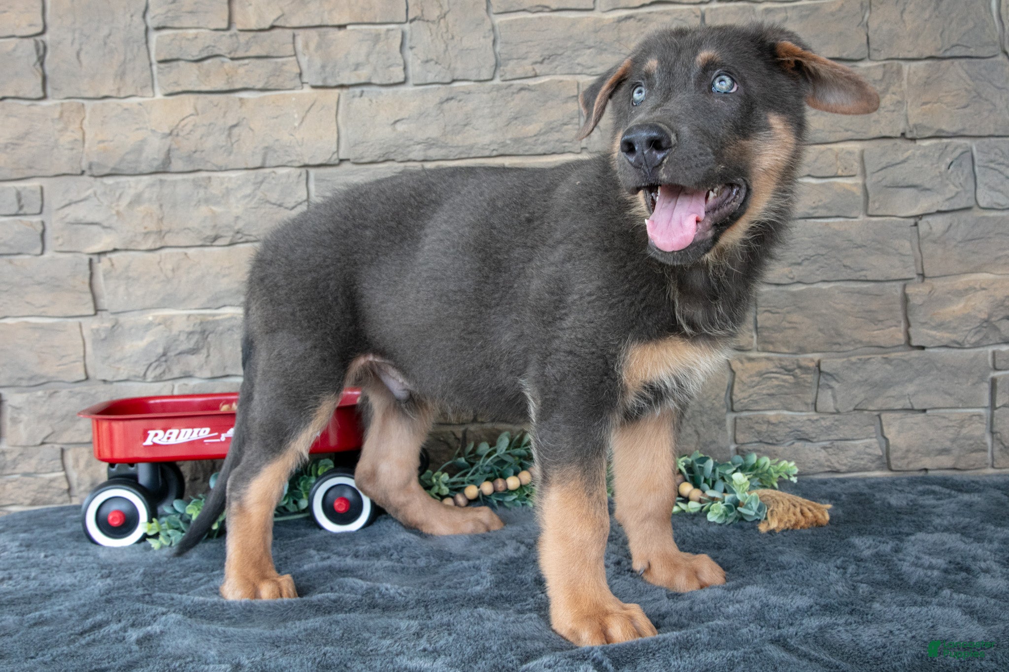 German Shepherd dogs Atlas - Ad 1