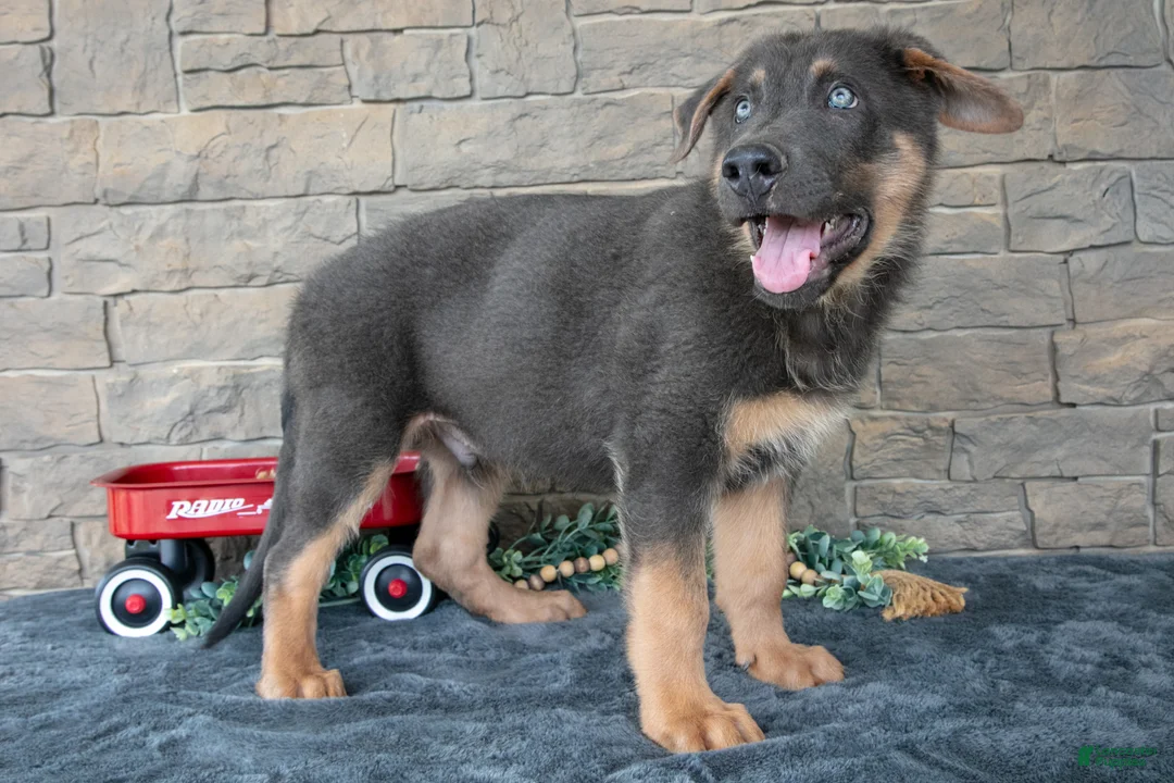 German Shepherd dogs for sale: Atlas - Ad 1