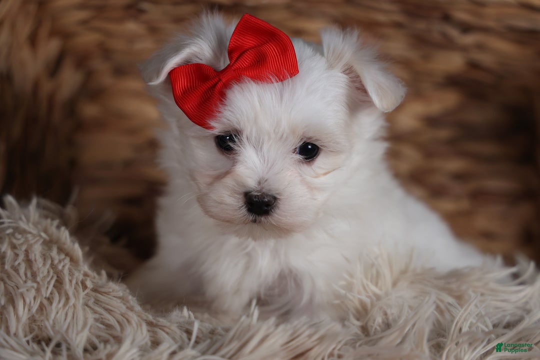 Maltese dogs for sale: ACE - Ad 1