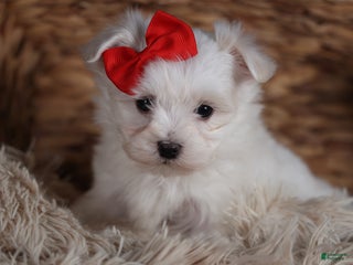 Maltese dogs ACE - Ad 21