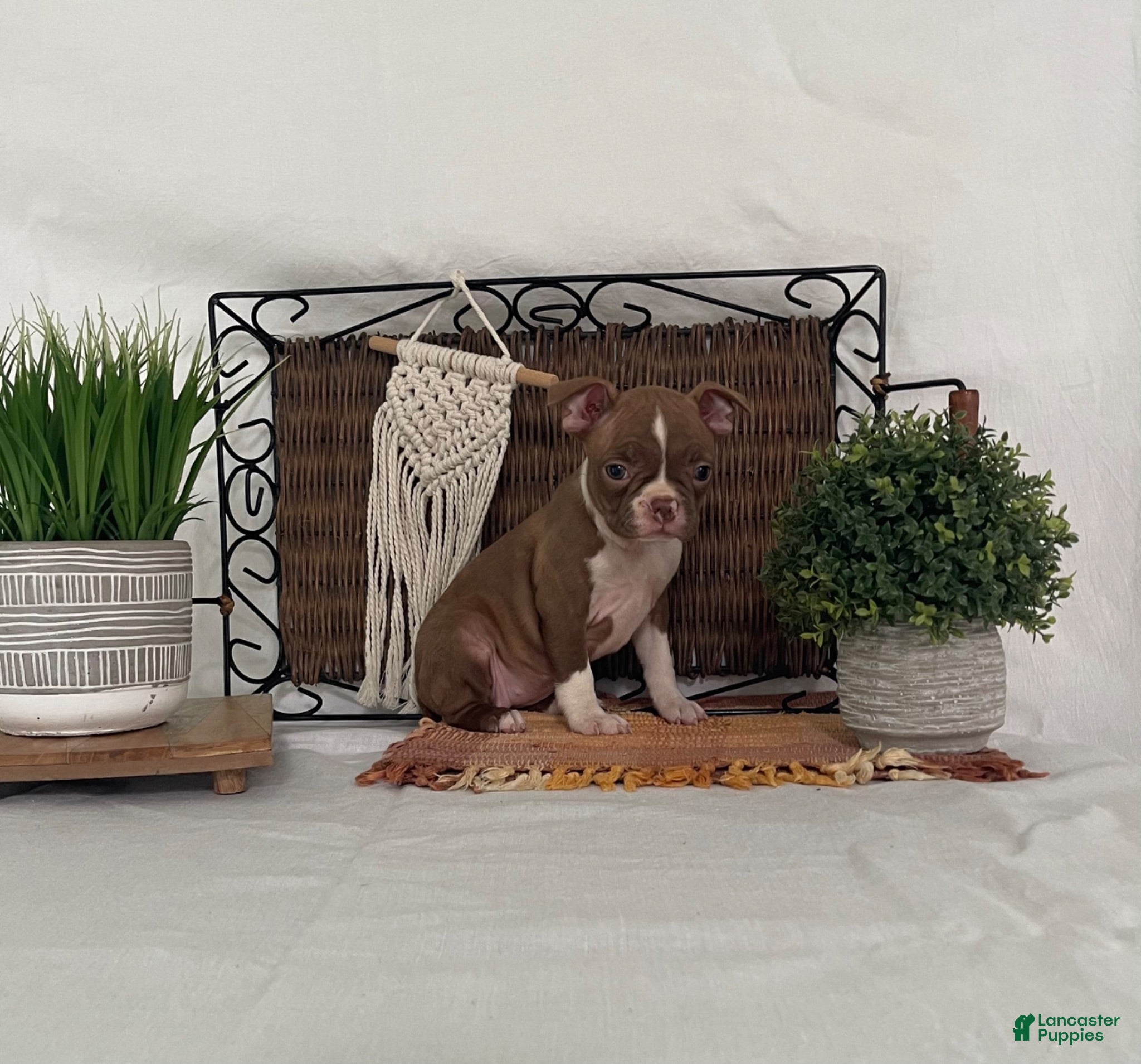 Boston Terrier dogs Daisy - Ad 2