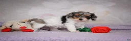 Cavapoo dogs for sale: Molly - Ad 17