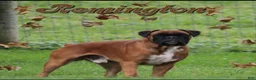 Boxer dogs for sale: Taylee - Ad 6