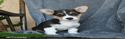 Welsh Corgi Pembroke dogs for sale: Fluffy - Ad 5