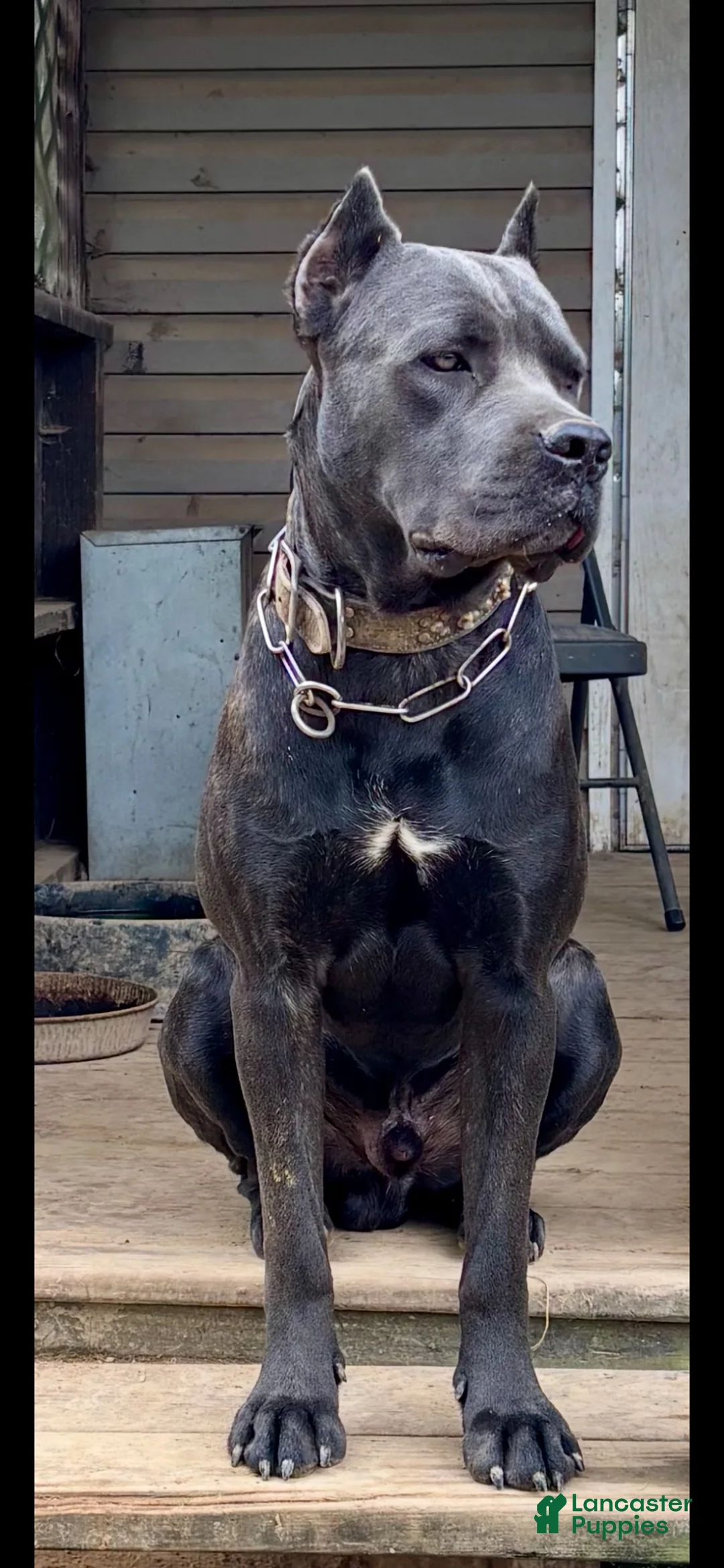 Cane Corso dogs for sale: Cane Corso Puppy 10 - Ad 2