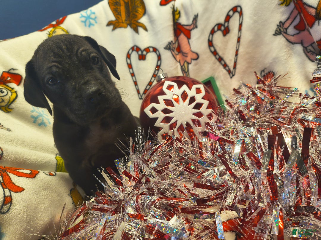 Great Dane dogs for sale: Havoc  - Ad 5