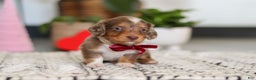 Dachshund dogs for sale: Jake - Ad 10