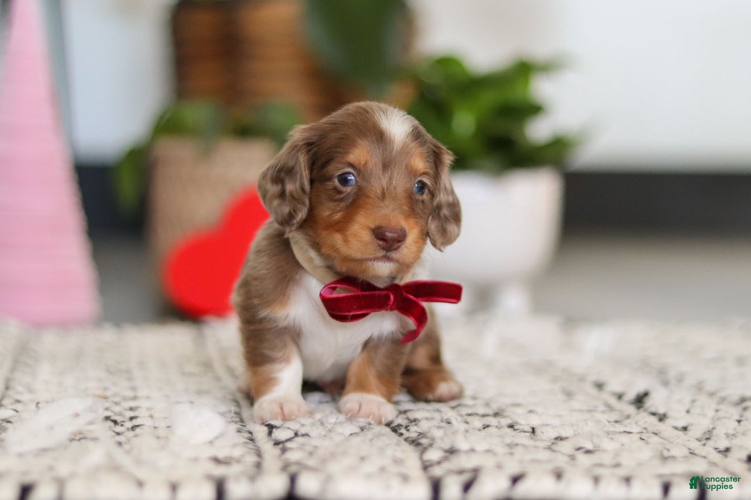 Dachshund dogs for sale: Jake - Ad 10