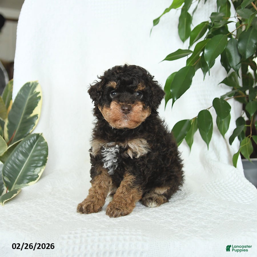 Miniature Poodle dogs Stella - Ad 1