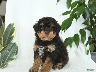 Miniature Poodle dogs for sale: Stella - Ad 3