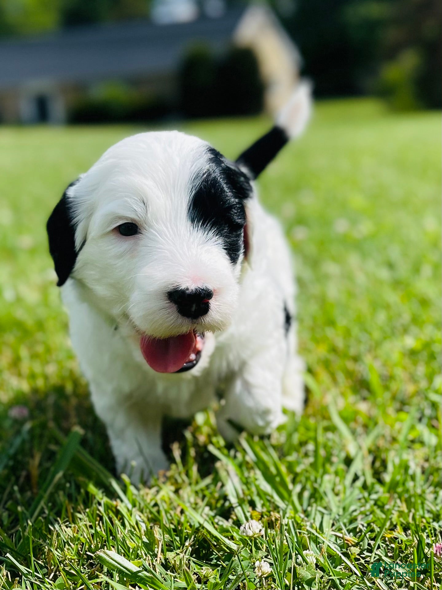 Sheepadoodle dogs Bandit  - Ad 16