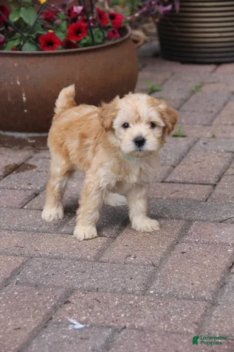 Gallery Image {{count}}