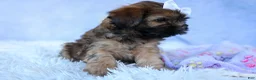 Shorkie dogs for sale: SALLY - Ad 15