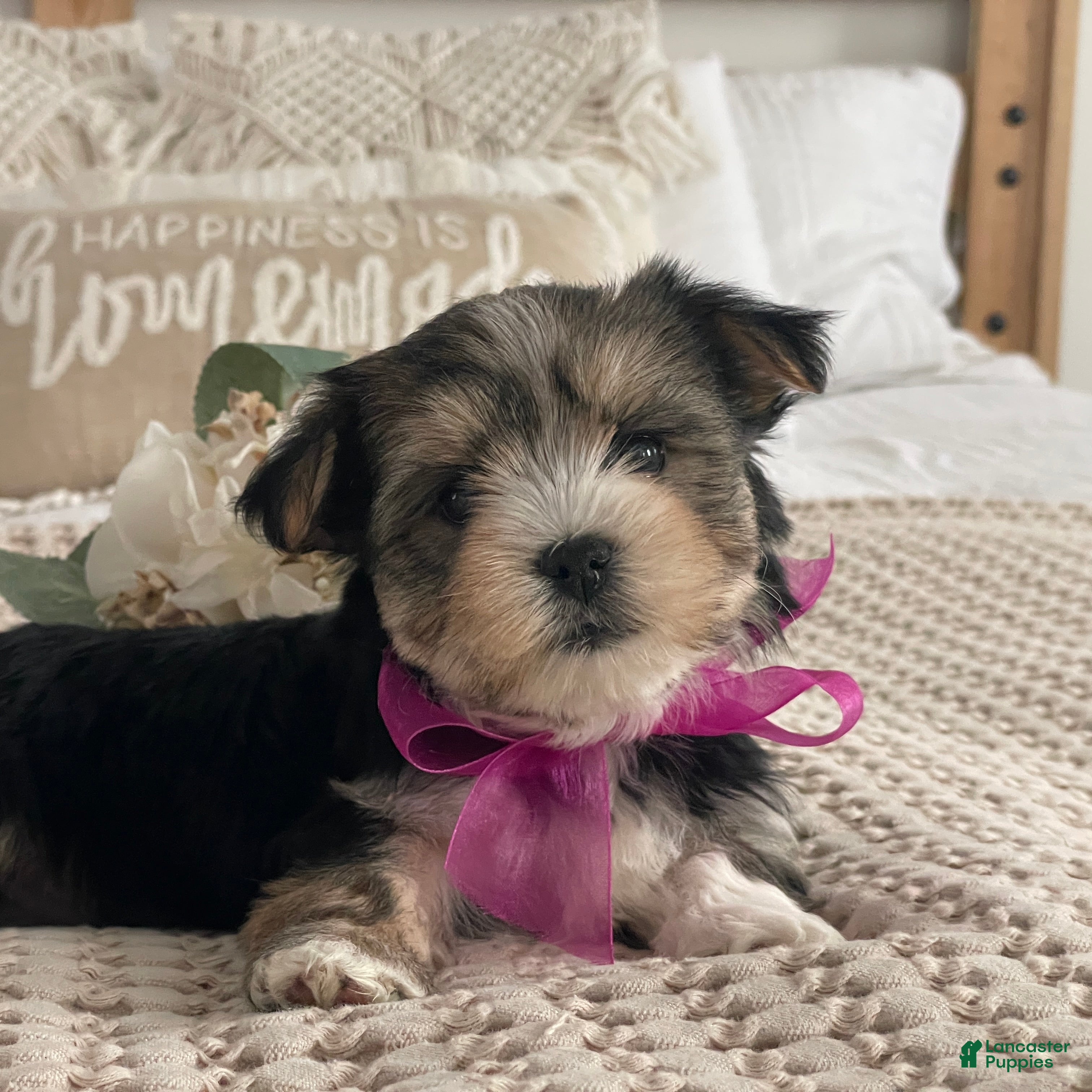Morkie dogs Nellie - Ad 2