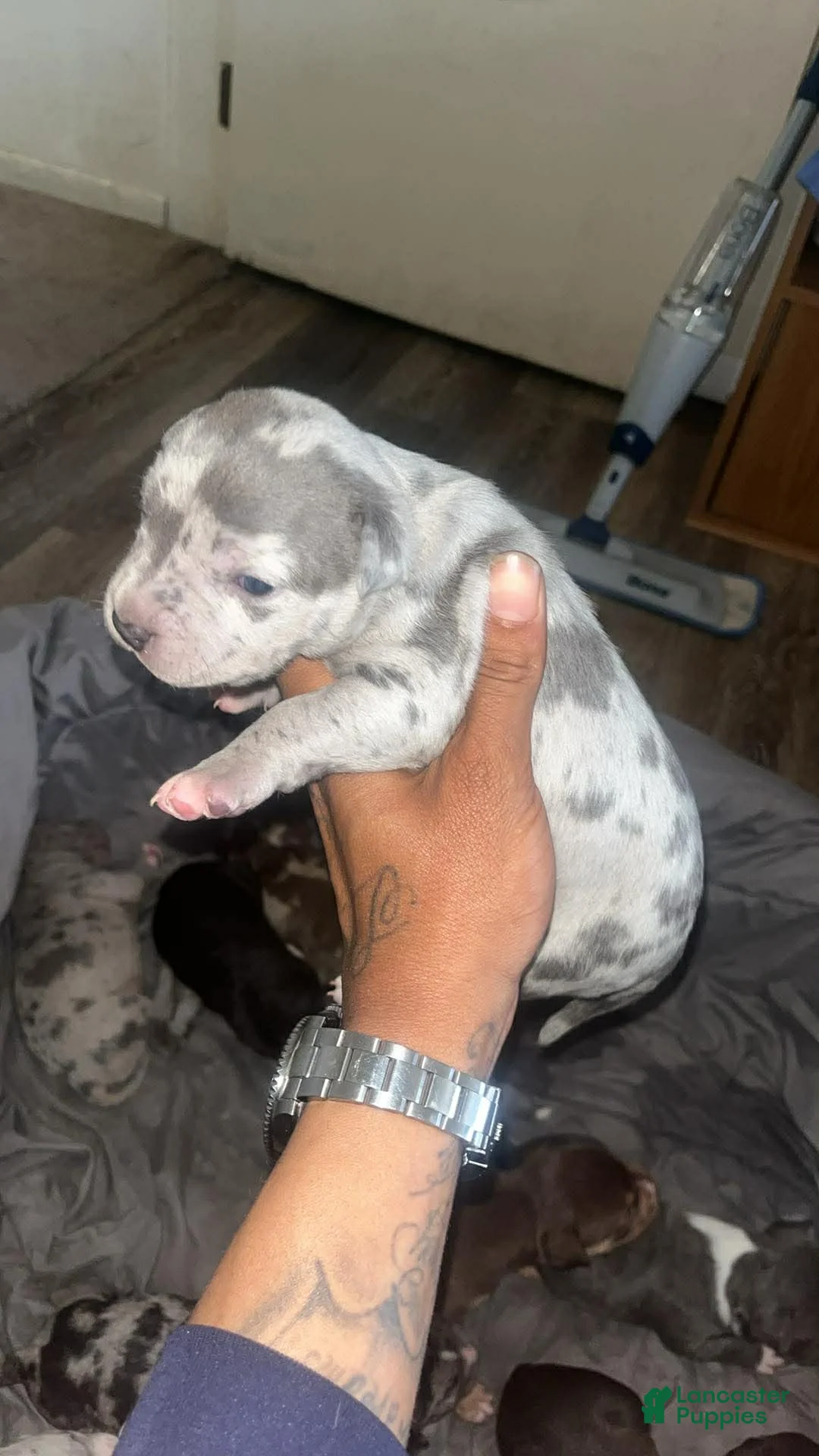 American Bully dogs for sale: American Bully Puppy 3 - Ad 1