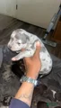 American Bully Puppy 3