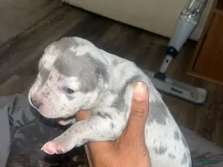 American Bully dogs American Bully Puppy 3 - Ad 32