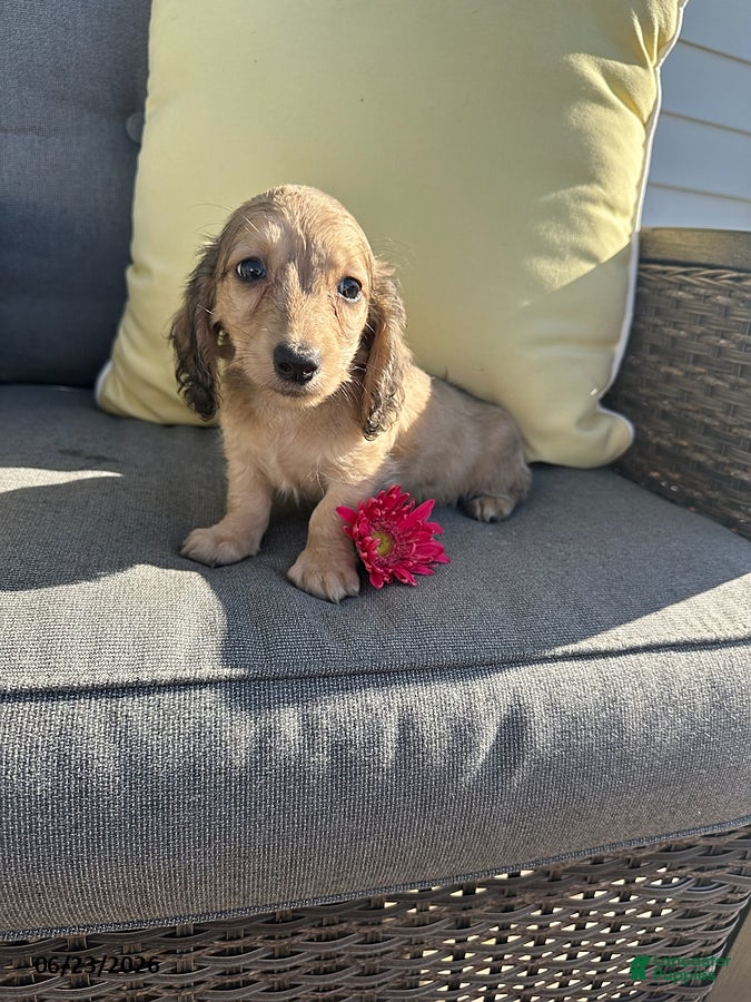 Miniature Dachshund dogs Joey - Ad 2