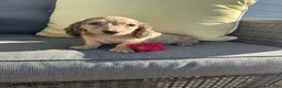 Miniature Dachshund dogs for sale: Joey - Ad 2