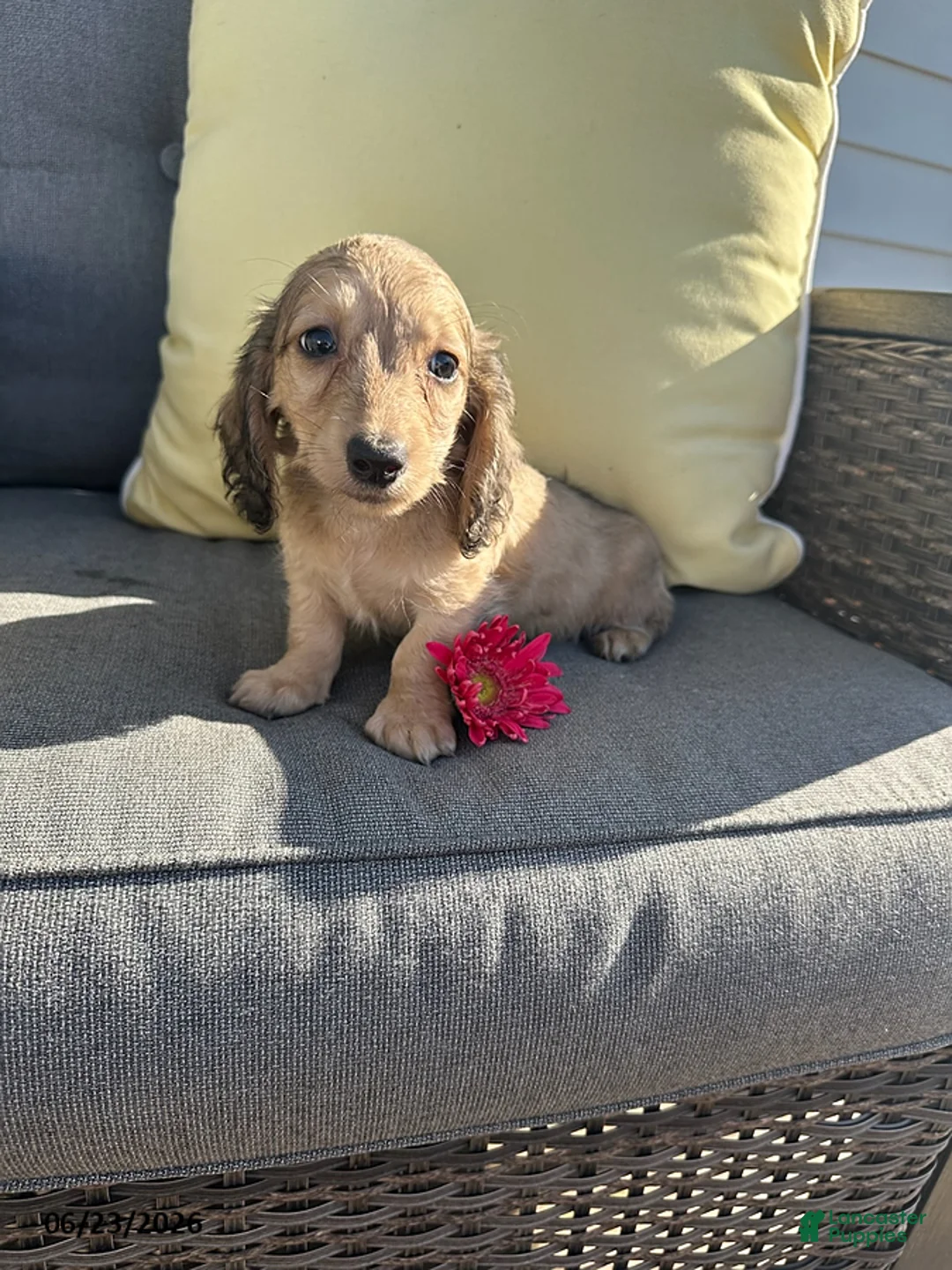 Miniature Dachshund dogs for sale: Joey - Ad 2