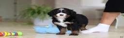 Mini Bernedoodle dogs for sale: Tulsi - Ad 6