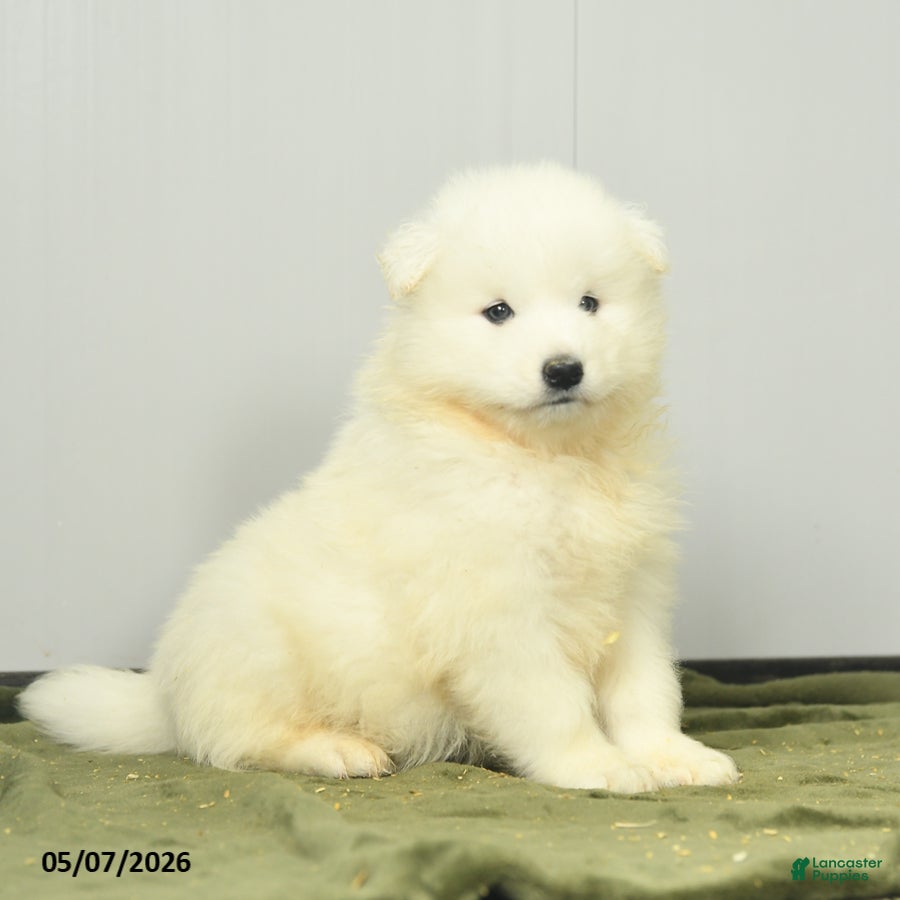 Samoyed dogs Fruitloop - Ad 2