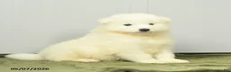 Samoyed dogs for sale: Fruitloop - Ad 2