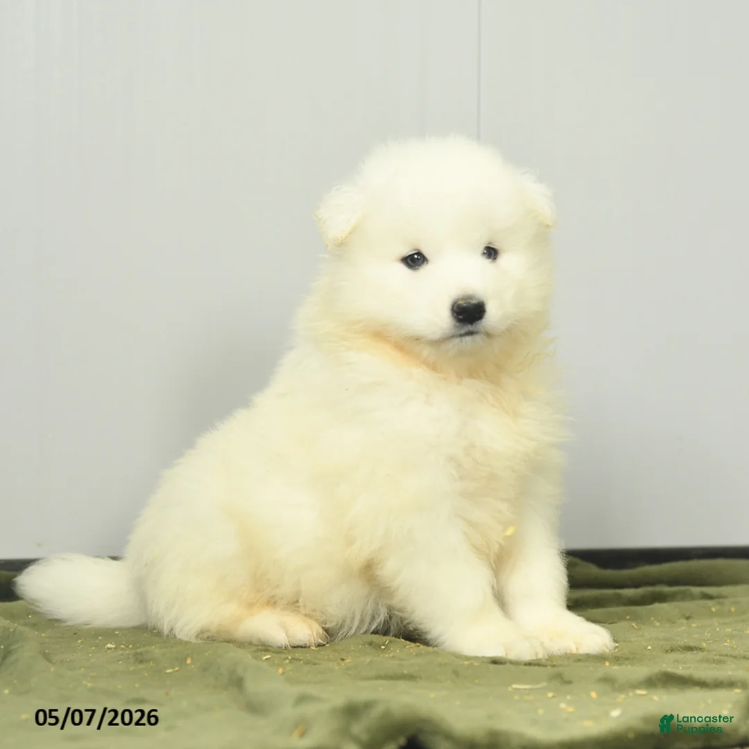 Samoyed dogs for sale: Fruitloop - Ad 2