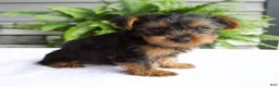 Yorkshire Terrier dogs for sale: Alfie - Ad 2
