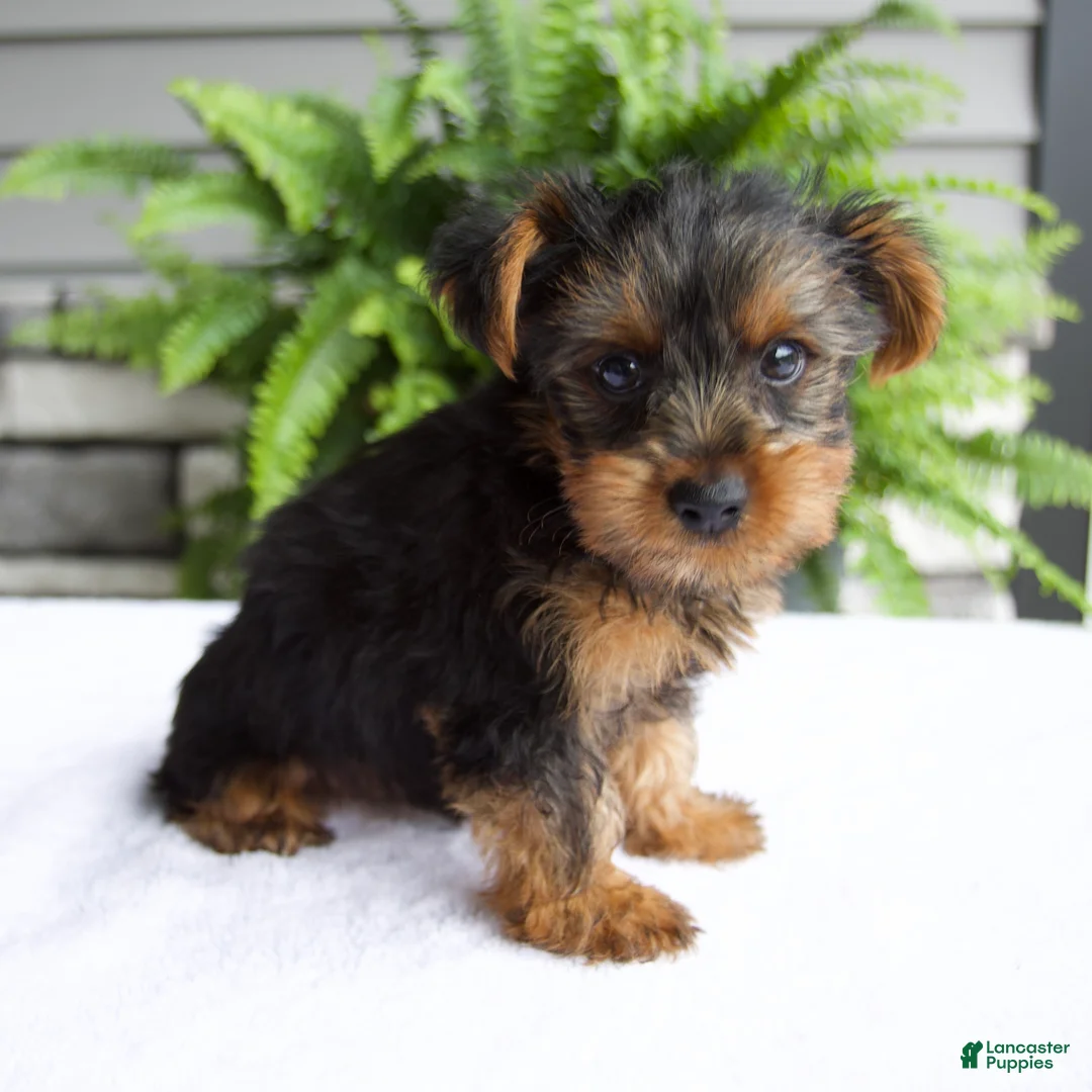 Yorkshire Terrier dogs for sale: Alfie - Ad 2