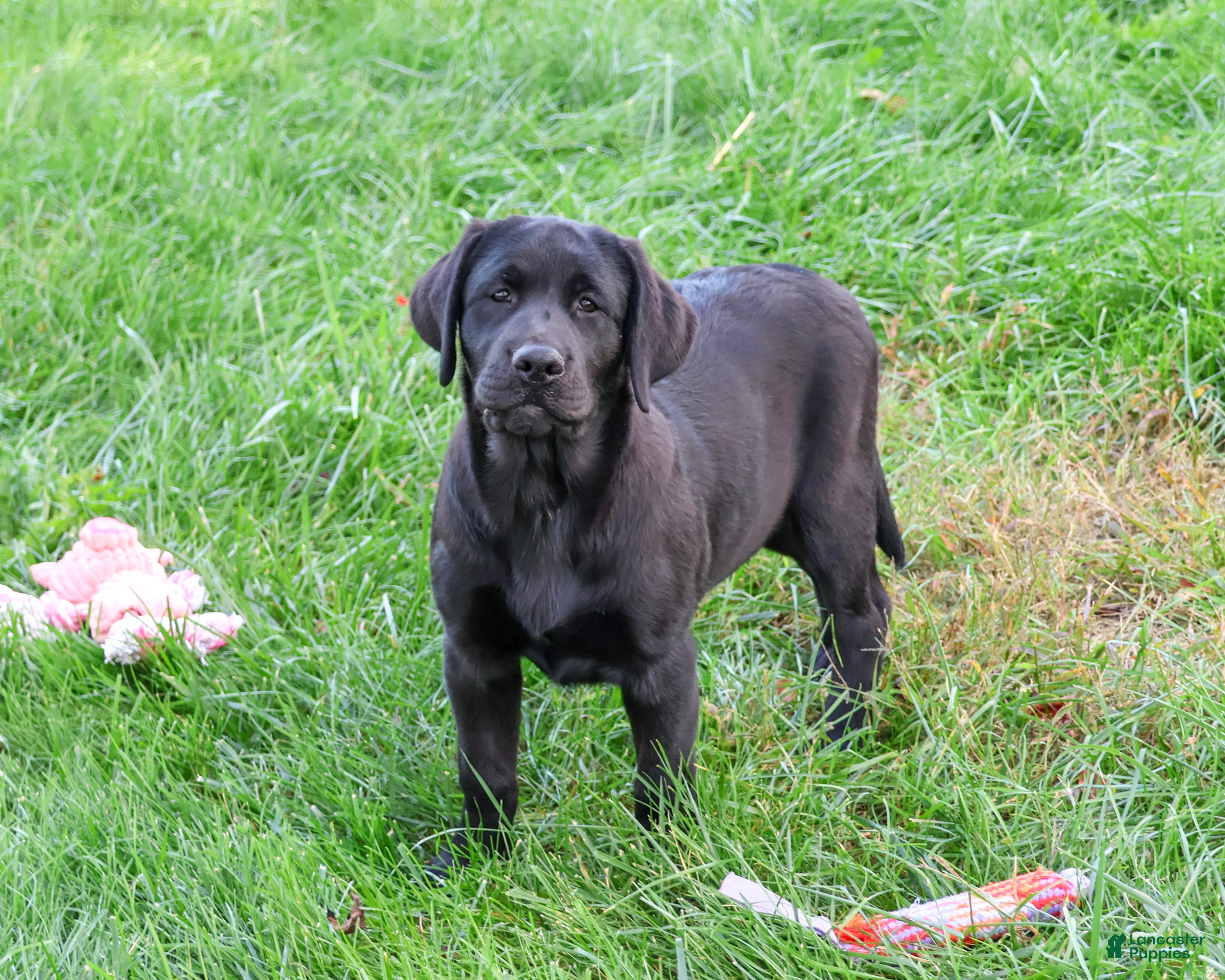 Labrador Retriever dogs Brooke - Ad 2