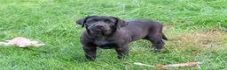 Labrador Retriever dogs for sale: Brooke - Ad 2