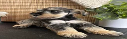 Miniature Schnauzer dogs for sale: Molly - Ad 17