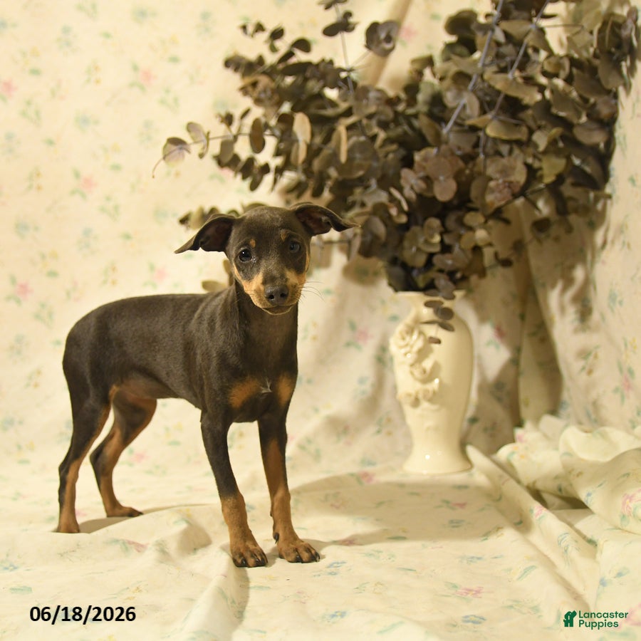 Miniature Pinscher dogs Phiona - Ad 1