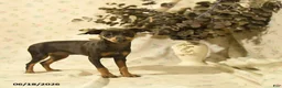 Miniature Pinscher dogs for sale: Phiona - Ad 1