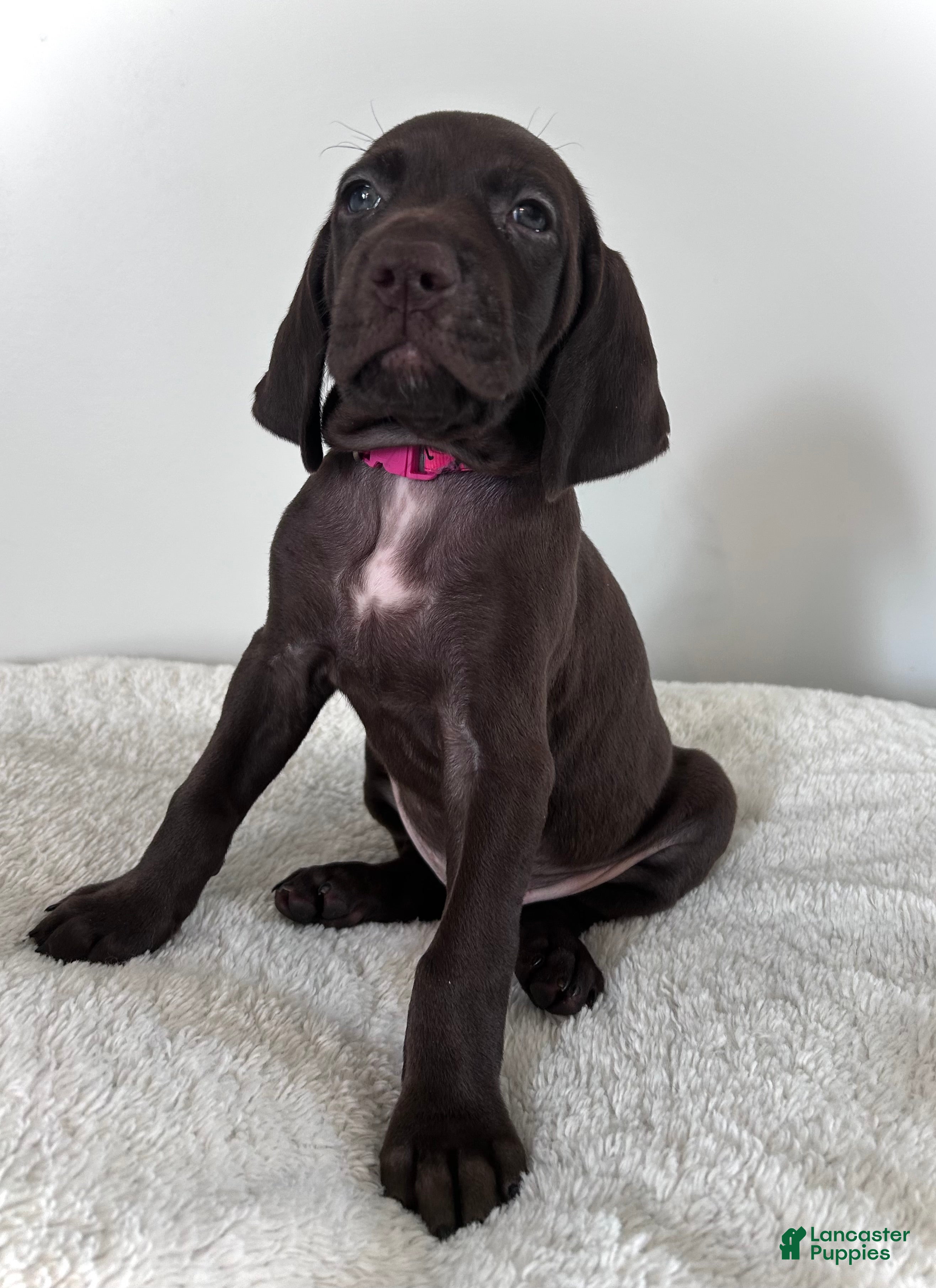German Shorthaired Pointer dogs Hope - Ad 37