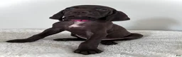 German Shorthaired Pointer dogs for sale: Hope - Ad 1
