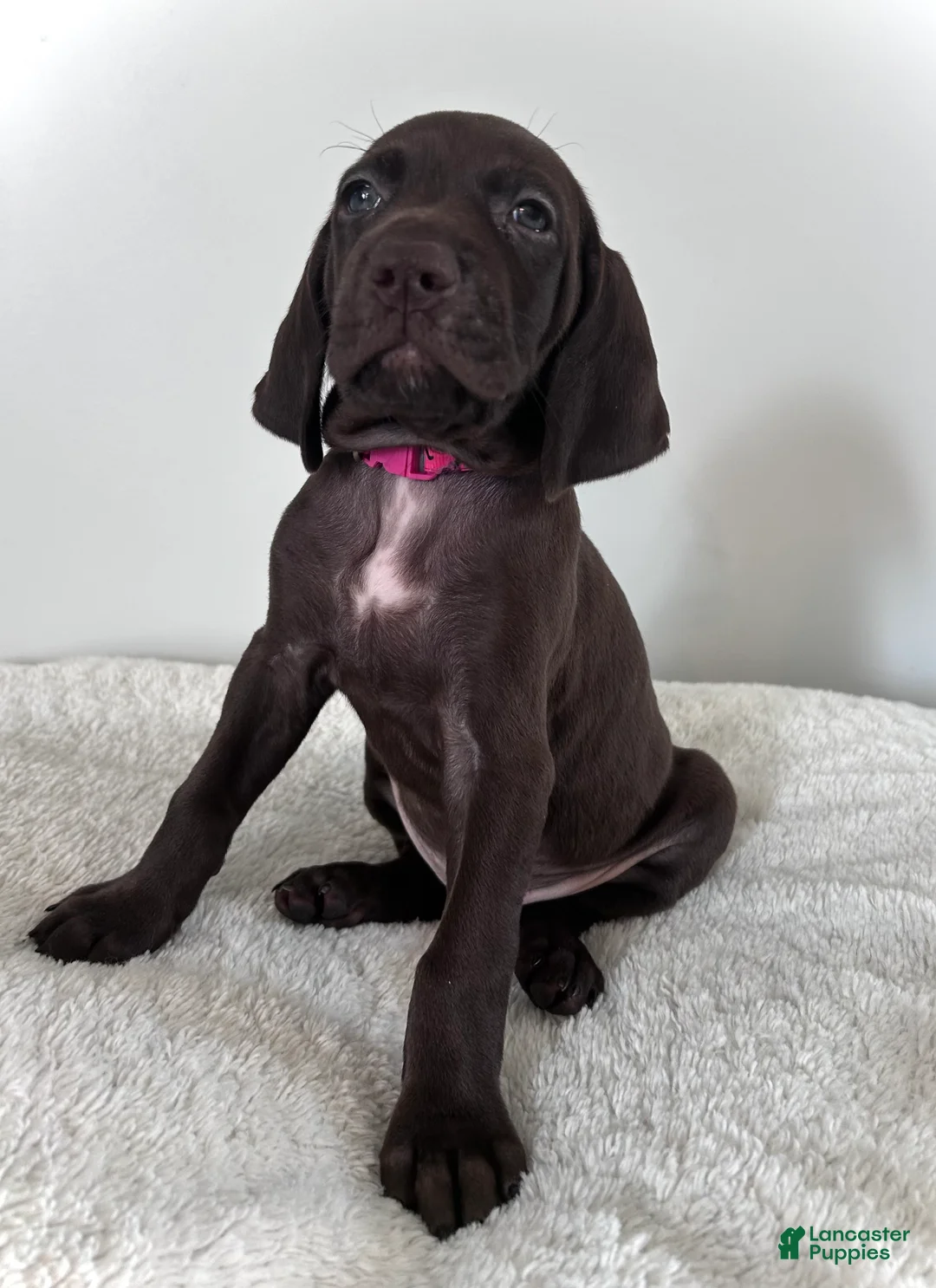 German Shorthaired Pointer dogs for sale: Hope - Ad 1