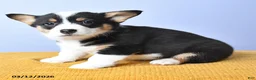 Welsh Corgi Pembroke dogs for sale: Bae - Ad 6