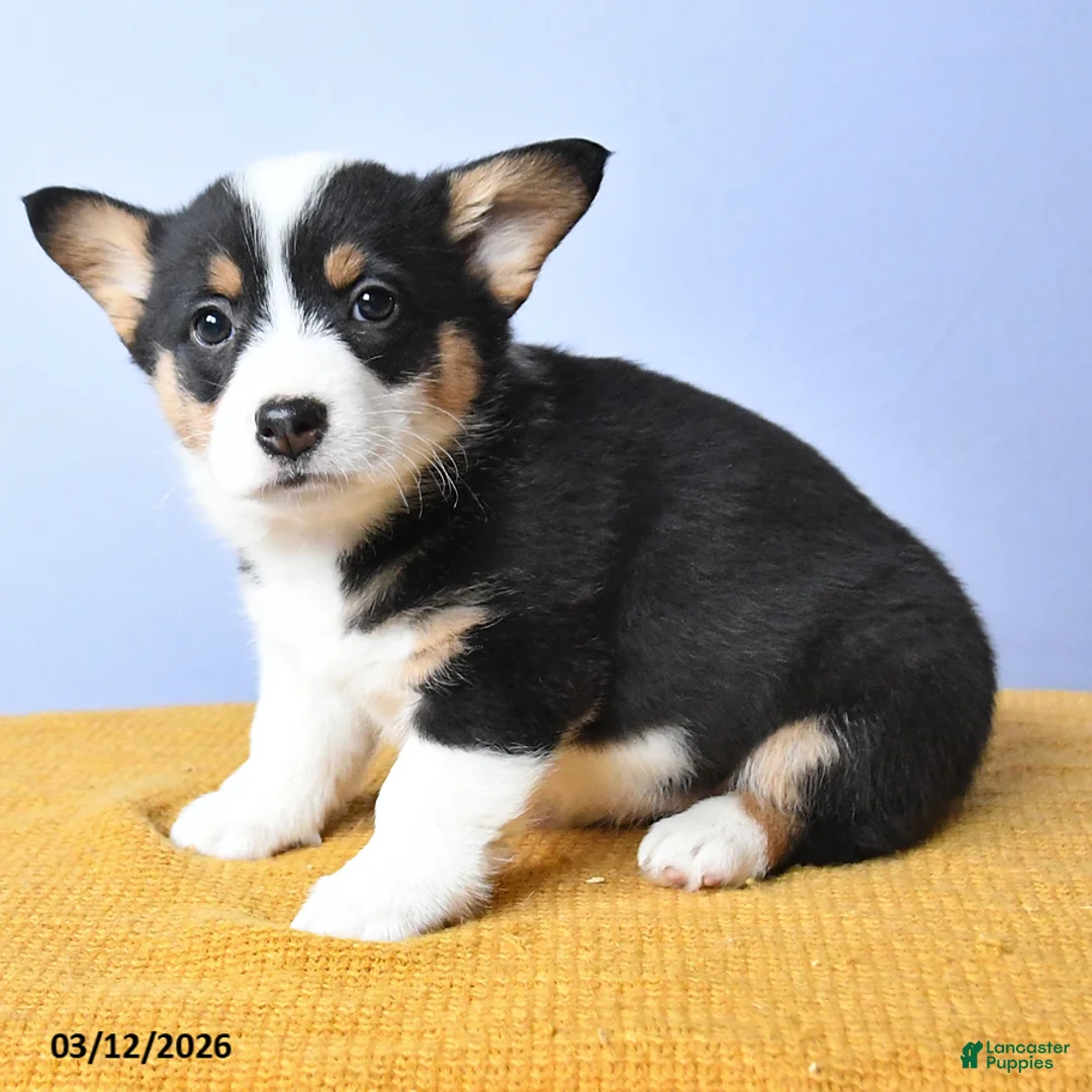 Welsh Corgi Pembroke dogs for sale: Bae - Ad 6