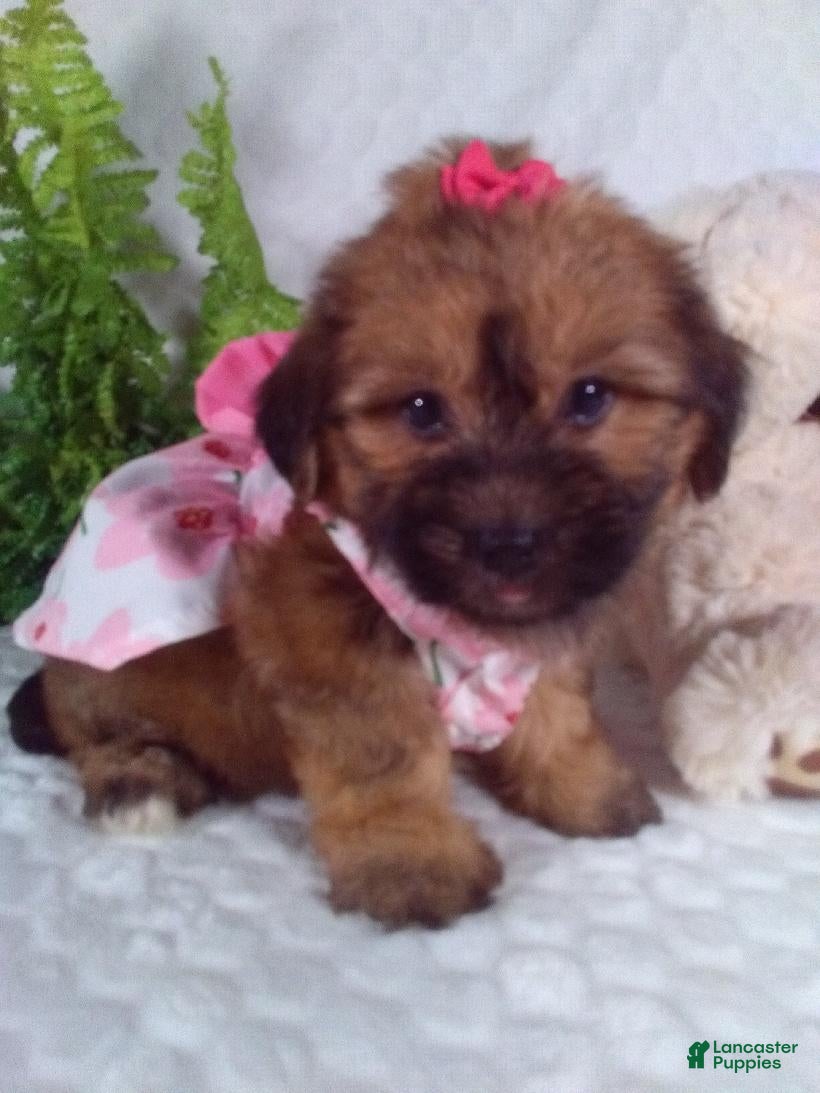 Yochon dogs Ginger  - Ad 2