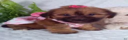 Yochon dogs for sale: Ginger  - Ad 2
