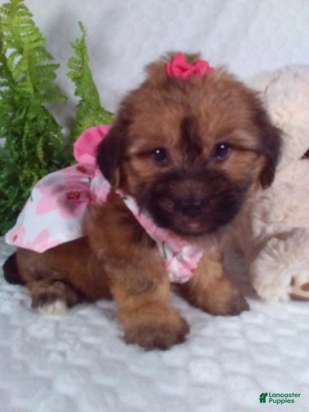 Yochon dogs for sale: Ginger  - Ad 2